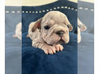 French Bulldog PUPPY FOR SALE ADN-839841 - VELVET LANI LILAC MERLE FEMALE