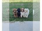 Poodle (Standard) PUPPY FOR SALE ADN-839839 - Standard poodle puppies
