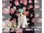 Poodle (Toy) PUPPY FOR SALE ADN-839838 - ACA Registered Toy Poodle Puppy
