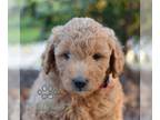 Goldendoodle (Miniature) PUPPY FOR SALE ADN-839806 - Mini Goldendoodle