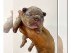 French Bulldog PUPPY FOR SALE ADN-839800 - Big Rope Tri Merle Fluffy