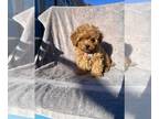 YorkiePoo PUPPY FOR SALE ADN-839793 - Arthur