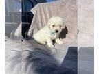 Bichon Frise PUPPY FOR SALE ADN-839792 - Bichon frise