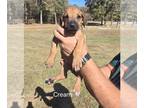 Rhodesian Ridgeback PUPPY FOR SALE ADN-839772 - AKC Rhodesian Ridgeback Female