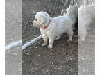 English Cream Golden Retriever PUPPY FOR SALE ADN-839767 - English Cream Golden