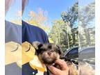 Yorkshire Terrier PUPPY FOR SALE ADN-839763 - Teacup Yorkie Snickers And Reeses