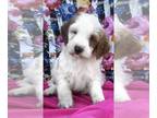 Cavapoo-Goldendoodle Mix PUPPY FOR SALE ADN-839711 - Female Cavadoodle READY NOW