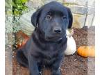 Belgian Malinois-Labrador Retriever Mix PUPPY FOR SALE ADN-839708 - f1 Malidor