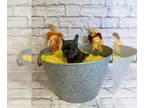 French Bulldog PUPPY FOR SALE ADN-839700 - Sage