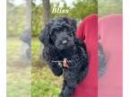 Schnoodle (Giant) PUPPY FOR SALE ADN-839690 - Giant Schnoodle puppies