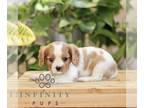 Cavalier King Charles Spaniel PUPPY FOR SALE ADN-839686 - ACA Cavalier King