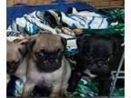 Pug PUPPY FOR SALE ADN-839685 - Full Bred Pug Babies