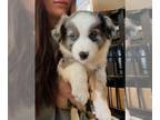 Miniature Australian Shepherd PUPPY FOR SALE ADN-839680 - Mini Australian
