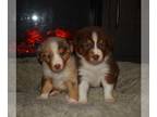 Australian Shepherd PUPPY FOR SALE ADN-839679 - Australian shepherd