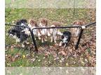 Australian Shepherd PUPPY FOR SALE ADN-839444 - Australian Shepherd Puppies