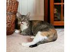 Jungle, Calico For Adoption In Knoxville, Tennessee
