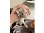 Claire, Jenny, And Brianna, Rat For Adoption In Edinburg, Pennsylvania