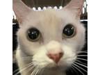Anastasia, Domestic Shorthair For Adoption In Des Moines, Iowa