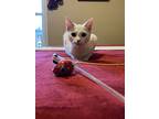 Duchess, Domestic Shorthair For Adoption In Burlington, North Carolina
