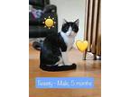 Tweety, Domestic Shorthair For Adoption In Duncan, British Columbia