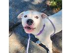 Deputy Dawgy Fresh, American Staffordshire Terrier For Adoption In Raleigh