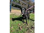 Roxie ~ Meet Me!, Labrador Retriever For Adoption In Jackson, Tennessee