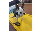 Pete Ross Ky4466, Boston Terrier For Adoption In Maryville, Tennessee