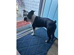 Luca Berman-tn, Boston Terrier For Adoption In Maryville, Tennessee