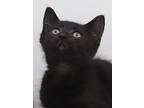 Pugsley Is Poofy Purrfection!, Bombay For Adoption In South Salem, New York