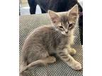 Ocean, Domestic Mediumhair For Adoption In Effingham, Illinois