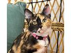 Leah Cruz, Domestic Shorthair For Adoption In Provo, Utah
