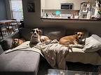 Karly Kid-friendly Kitty-tolerant And Cuuute!, American Staffordshire Terrier