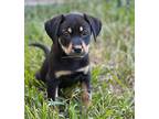 Mirabel, Doberman Pinscher For Adoption In The Woodlands, Texas