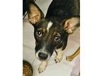 Layla, Rat Terrier For Adoption In Ellicott City, Maryland