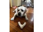 Striker, Labrador Retriever For Adoption In Warrington, Pennsylvania