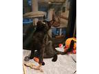 Blackberry, Domestic Shorthair For Adoption In Sykesville, Maryland