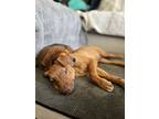 Ozzy, Retriever (unknown Type) For Adoption In Valley Stream, New York