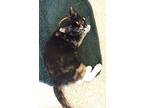 Willow, Calico For Adoption In Columbus, Ohio