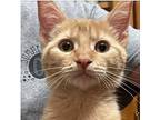 Milan, American Shorthair For Adoption In Mount Gilead, Ohio