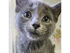 Meatball, Domestic Shorthair For Adoption In Brockport, New York