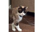 Giz, Domestic Shorthair For Adoption In Lewis Center, Ohio