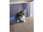Cellular, Domestic Shorthair For Adoption In Tucson, Arizona