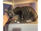 Photosynthesis, Domestic Shorthair For Adoption In Tucson, Arizona