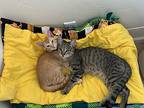 Scramble, Domestic Shorthair For Adoption In Tucson, Arizona