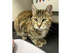 Hiccup, Domestic Shorthair For Adoption In Sheboygan, Wisconsin