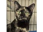 Tanya, Domestic Shorthair For Adoption In Fremont, Nebraska