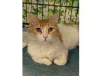 Penelope, Domestic Mediumhair For Adoption In Fremont, Nebraska