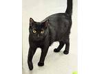 Boom Boom, Domestic Shorthair For Adoption In Fremont, Nebraska