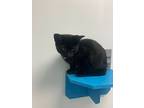 Gremlin, Domestic Shorthair For Adoption In Barron, Wisconsin