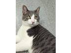 Oscar, Domestic Shorthair For Adoption In Fremont, Nebraska